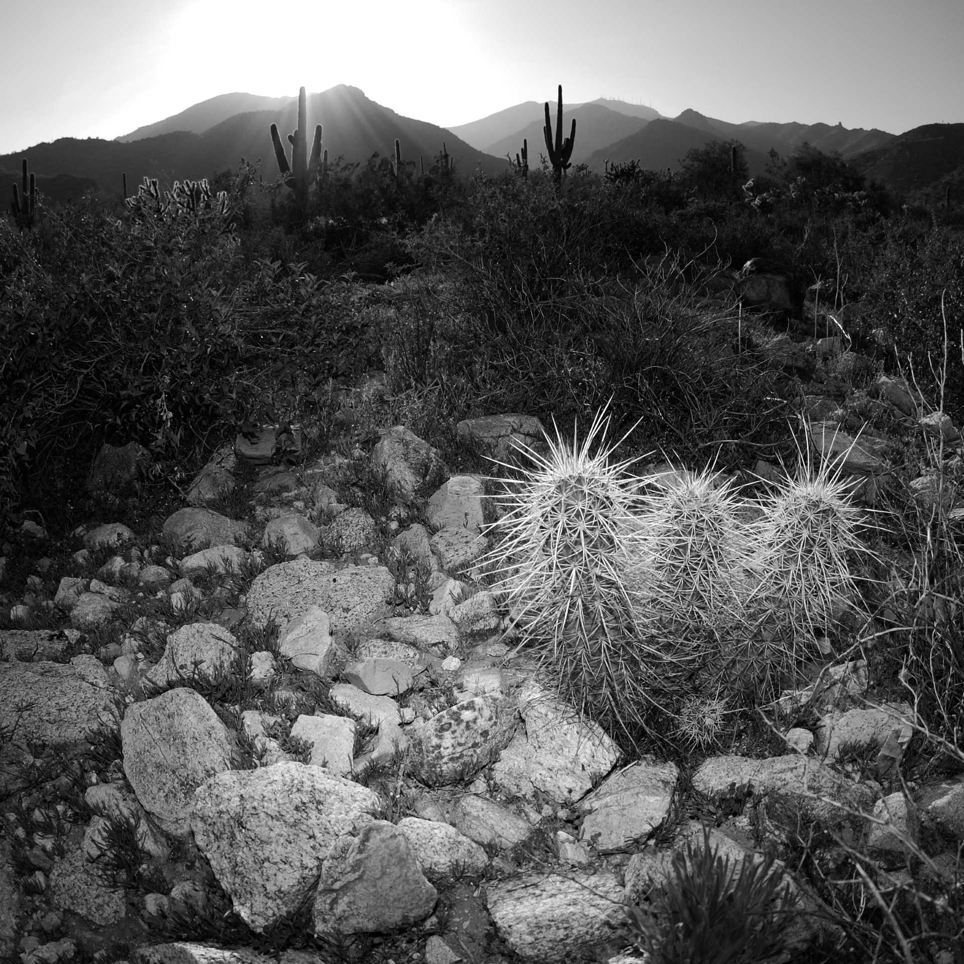 Backlit desert arroyo with cholla cactus and saguaro silhouettes at sunrise